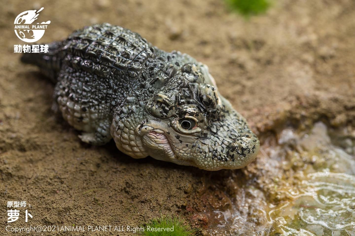[สั่งจอง]Animal Planet : Chinese Treasure