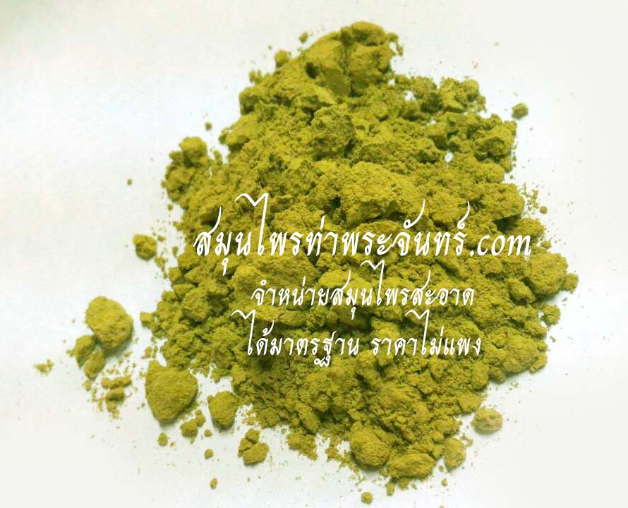 Alexandria senna / Alexandrian senna / Indian senna / Tinnevelly senna Powder