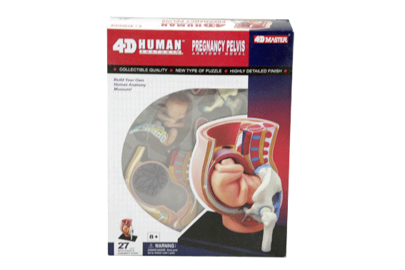 ร่างกายจำลอง แบบจำลอง การตั้งครรภ์ คนท้อง,(Pregnancy Pelvis - 4D Model) ,ของเล่นเสริมพัฒนาการ, สื่อการสอน วิทยาศาาสตร์