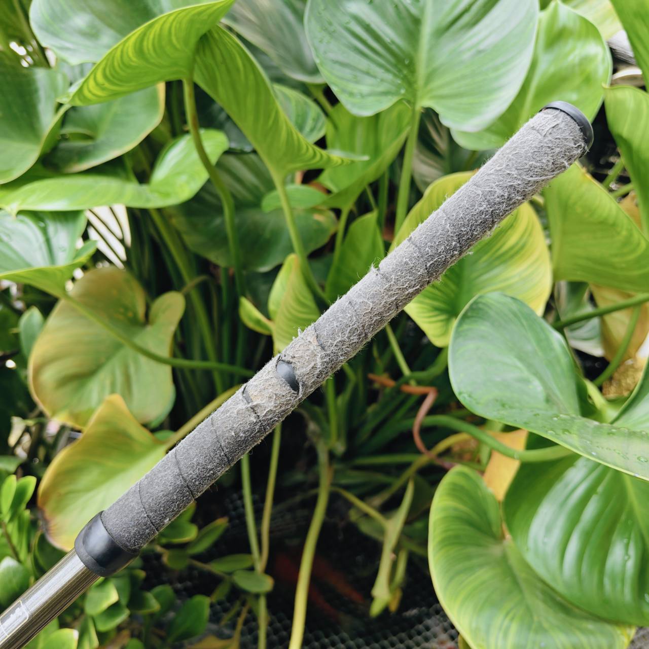 HONMA TWIN MARK 808RF CARBONIUM ⭐️⭐️ ก้าน 2 ดาว FLEX R