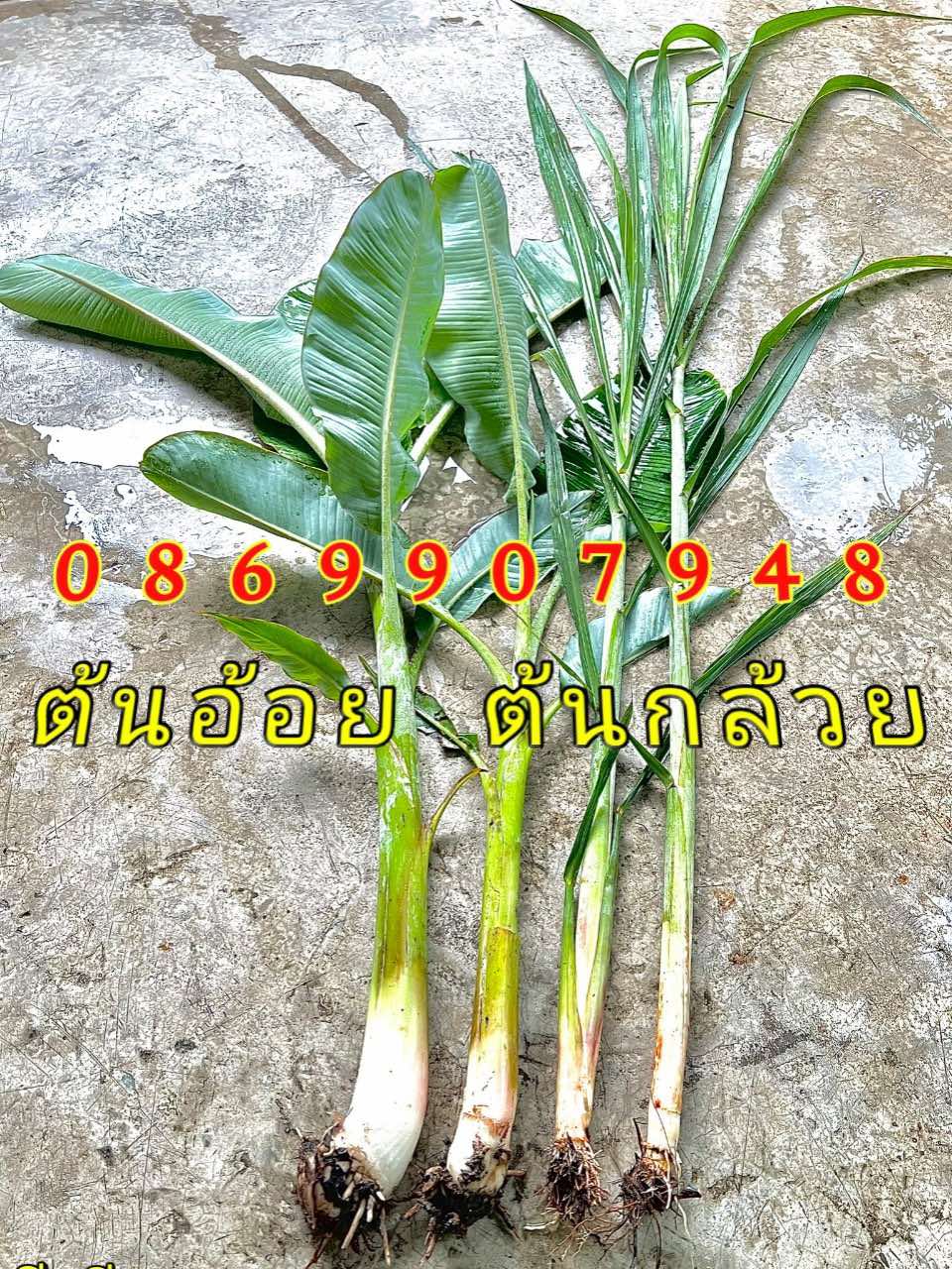 ต้นอ้อยต้นกล้วย (ขันหมาก)