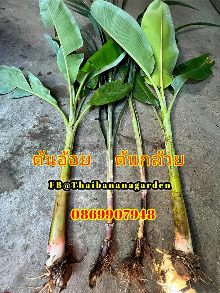 ต้นอ้อย ต้นกล้วย (ขันหมาก) (ทรงเครื่อง)