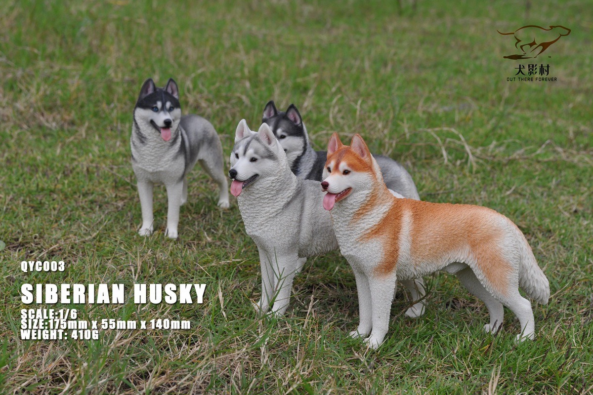 [สั่งจอง]QuanYingCun QYC003 A/B/C/D 1/6 : Husky