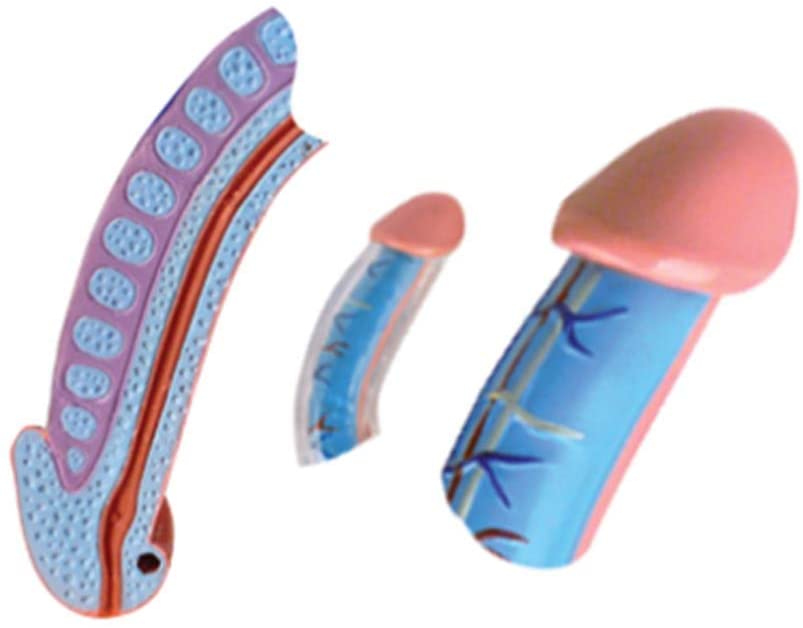 แบบจำลองระบบสืบพันธุ์ ชาย , ของเล่นเสริมพัฒนาการ, ของเล่นเด็ก, สื่อการสอน,