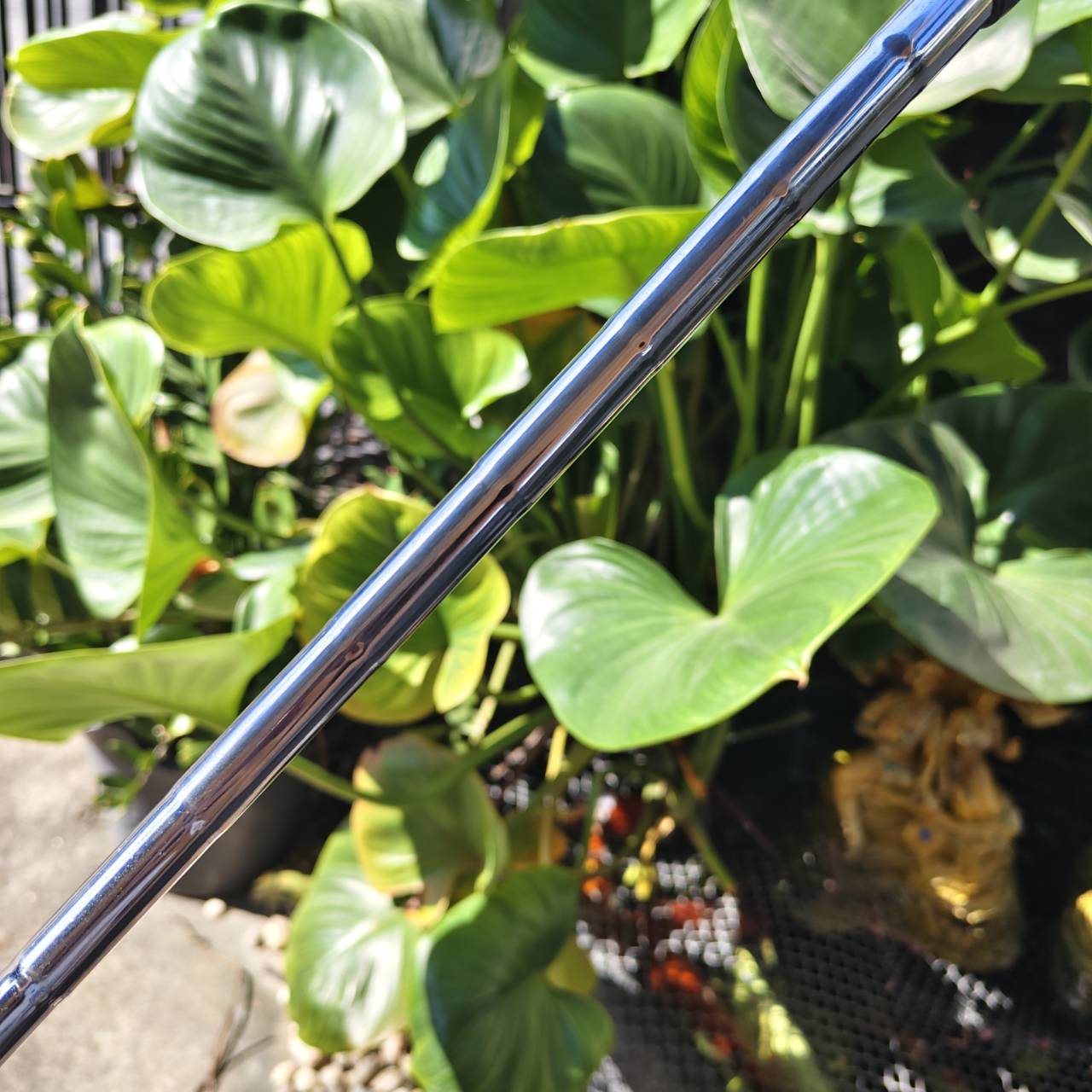 WEDGE สปินโหดๆ CLEVELAND CG12 • Loft 56° • ZIP GROOVE รุ่นร่องสี่เหลี่ยม!