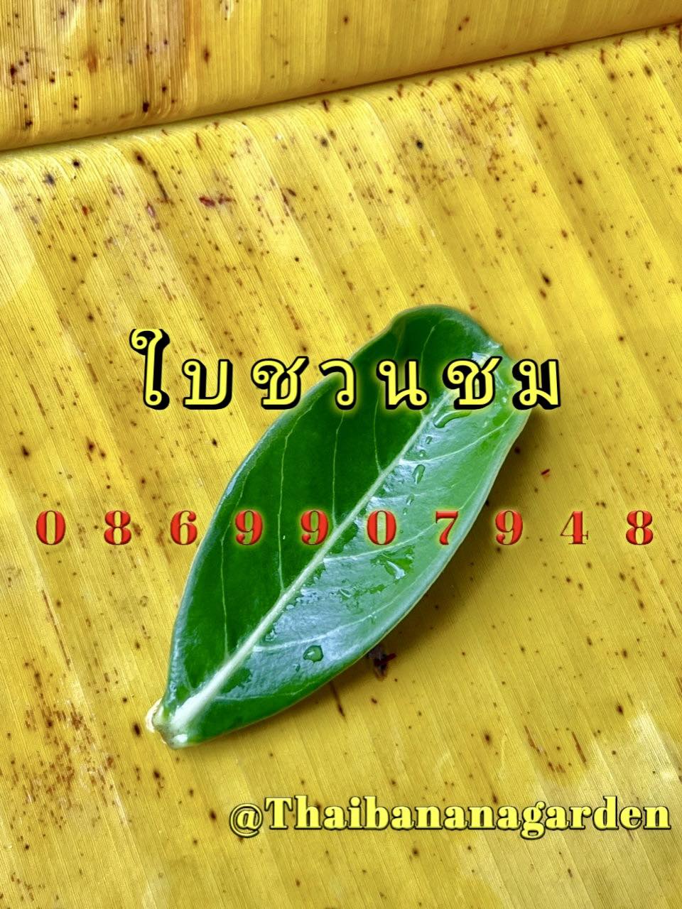 ใบไม้มงคล (พิธี)