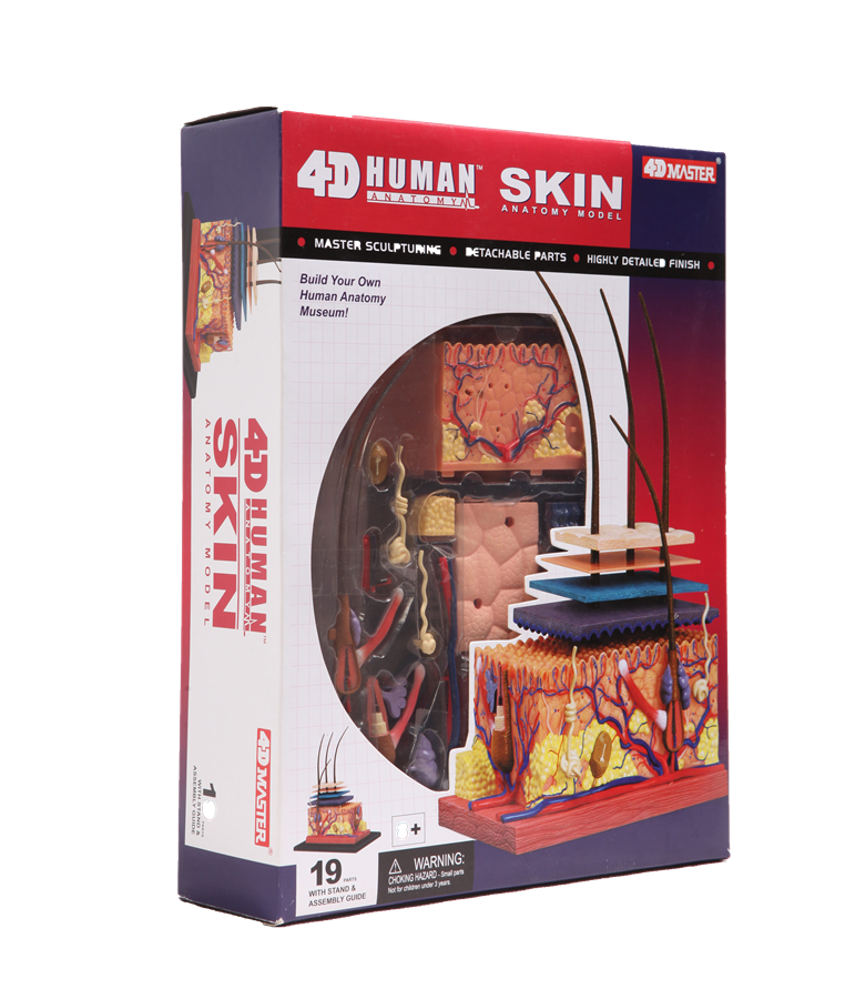 แบบจำลองผิวหนัง โมเดล Skin-4D Model สื่อการสอน วิทยาศาสตร์ การแพทย์