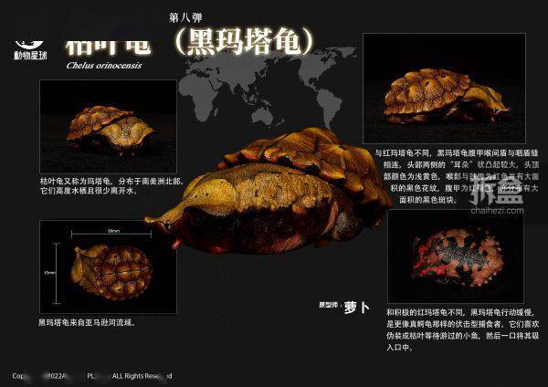 [สั่งจอง]Animal Planet : Heart Wide Body Fat Eighth Reptile Figure Static Animal Model