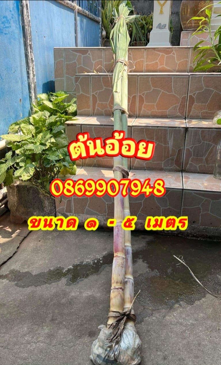 ต้นอ้อย ต้นกล้วย (ขันหมาก) (ทรงเครื่อง)
