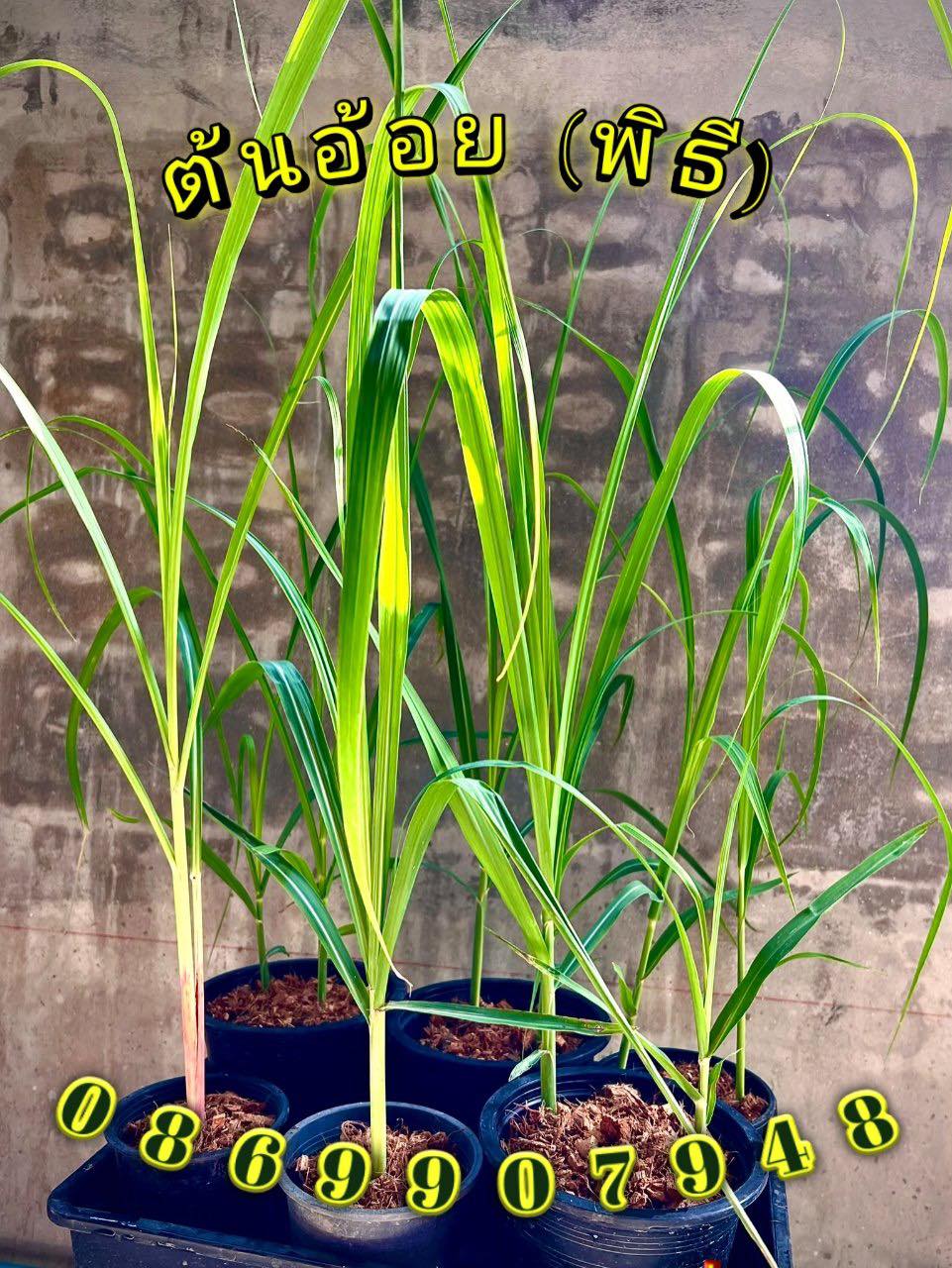 ต้นอ้อย ต้นกล้วย (ขันหมาก) (ทรงเครื่อง)