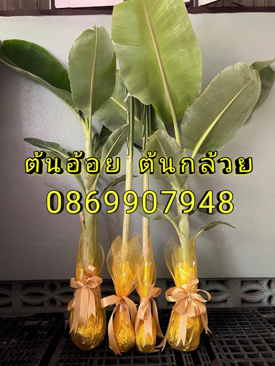 ต้นอ้อย ต้นกล้วย (ขันหมาก) (ทรงเครื่อง)