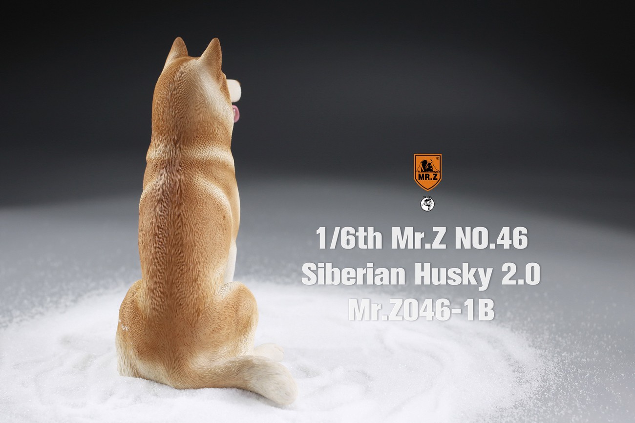 [สั่งจอง] MR. Z Animal Model MRZ046 1/6th Siberian Husky2.0（8 models in total）