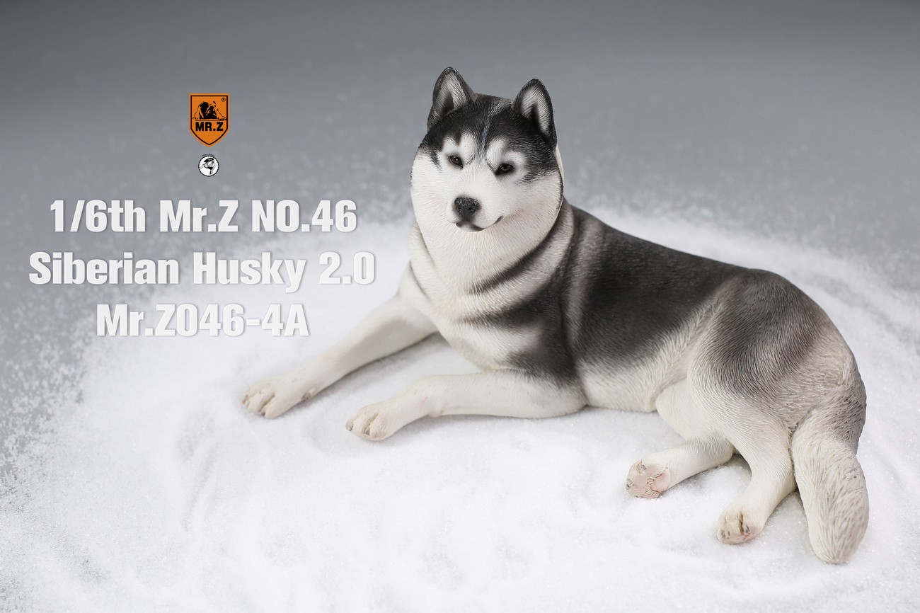 [สั่งจอง] MR. Z Animal Model MRZ046 1/6th Siberian Husky2.0（8 models in total）