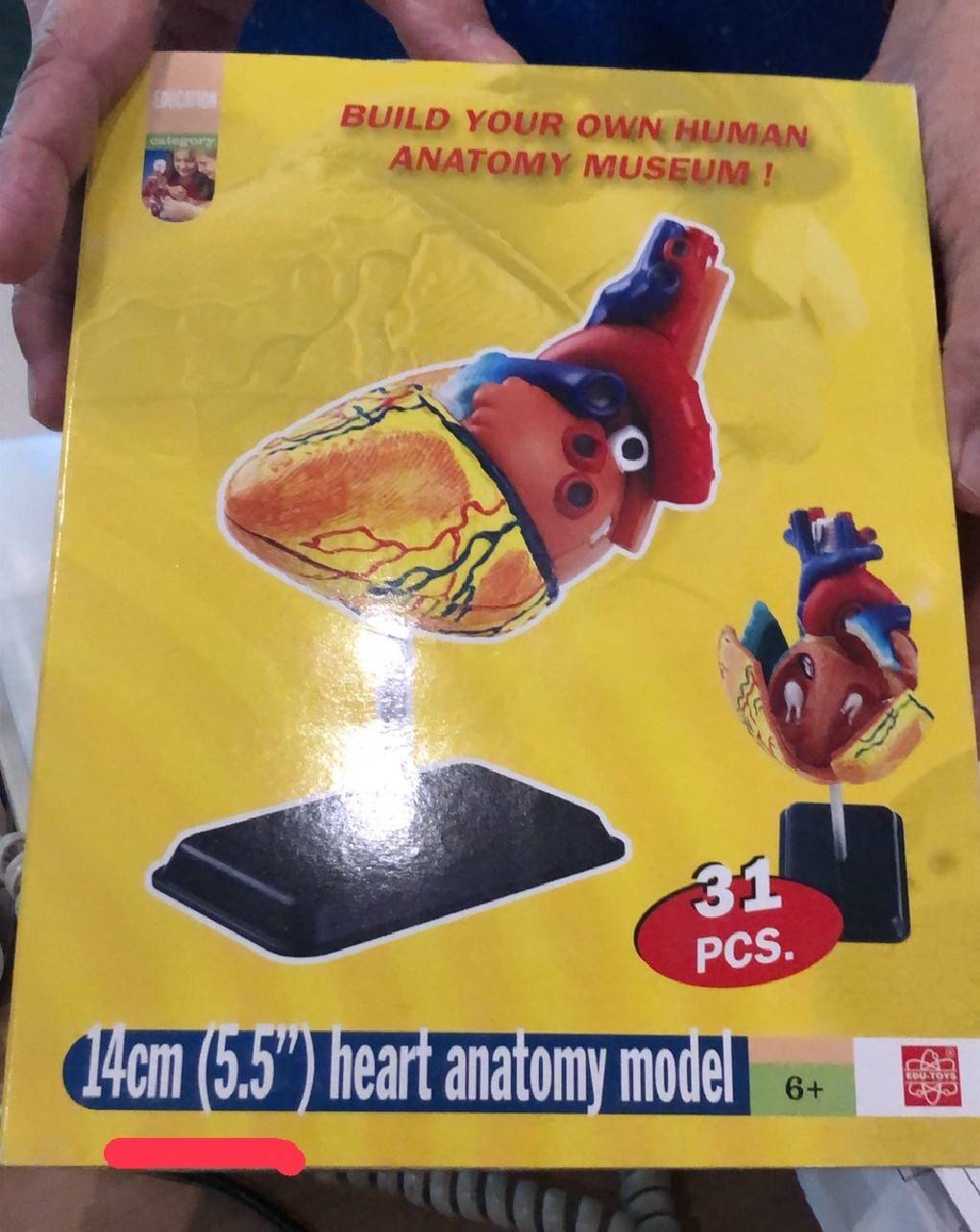 โมเดลหัวใจ หัวใจจำลอง Heart Anatomy Model สื่อการสอน, ของเล่น วิทยาศาสตร์ ทดลอง, พร้อมส่ง