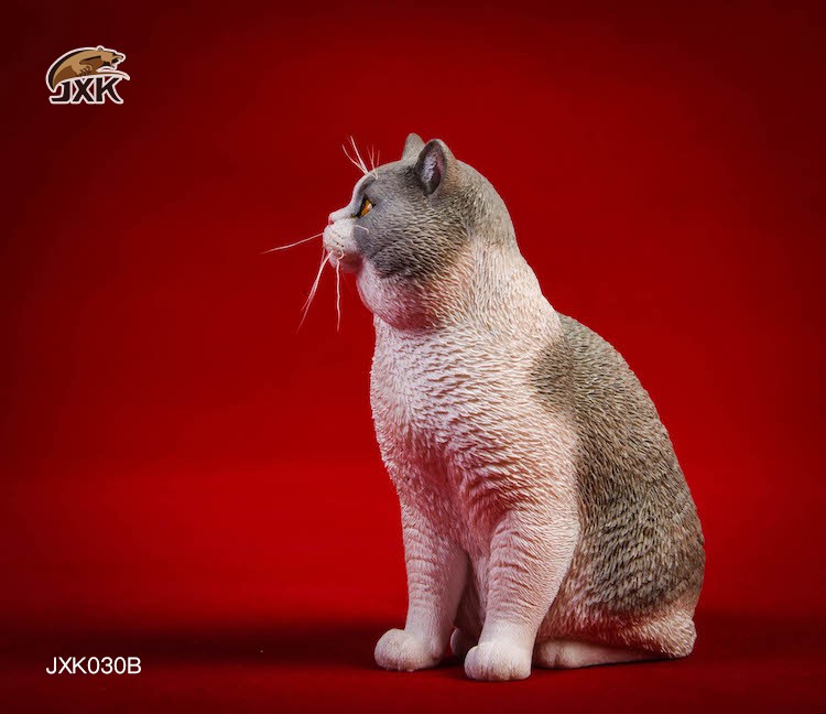 [สั่งจอง] JxK.Studio 1/6 Jxk029/ Jxk030 A/B/C/D -Ragdoll / British Shorthair Cat