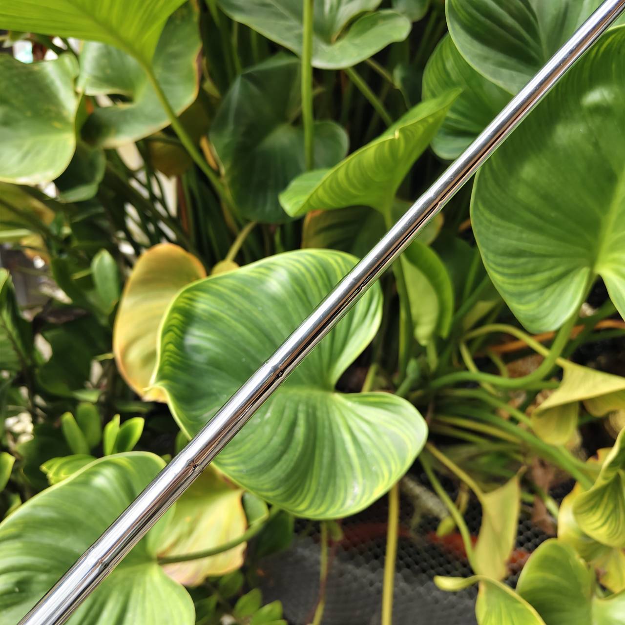 PUTTER CLEVELAND CGJ (ของเด็ก) – ทรง Mallet / ก้าน CENTER / ความยาว 31 นิ้ว