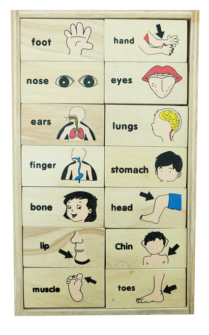 โดมิโน่ภาพกับคำอ่านภาษาอังกฤษชุด อวัยวะ , ของเล่นไม้, ของเล่นเสริมพัฒนาการ, ของเล่นเด็กอนุบาล, สื่อการสอนเด็กอนุบาล