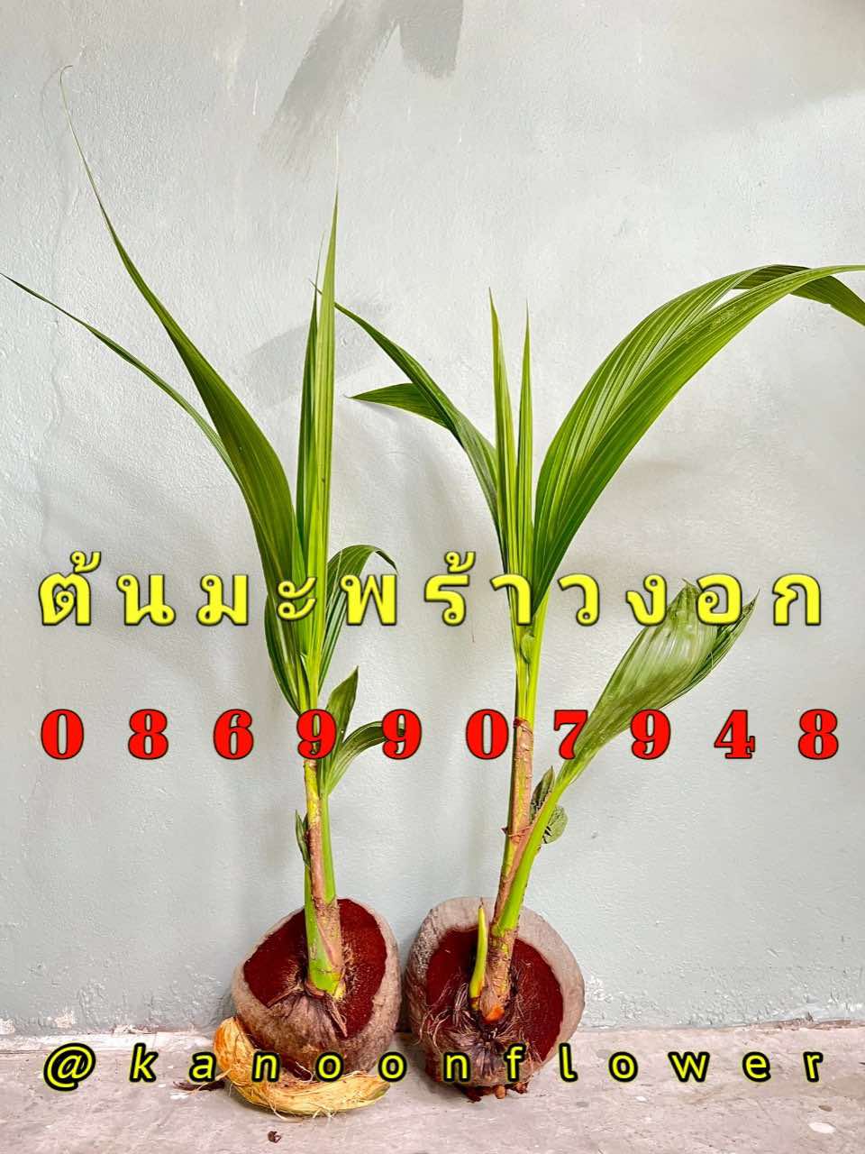 ต้นอ้อย ต้นกล้วย (ขันหมาก) (ทรงเครื่อง)