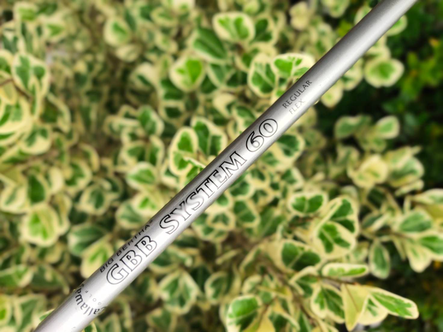 FW Callaway GREAT BIGBERTHAR II