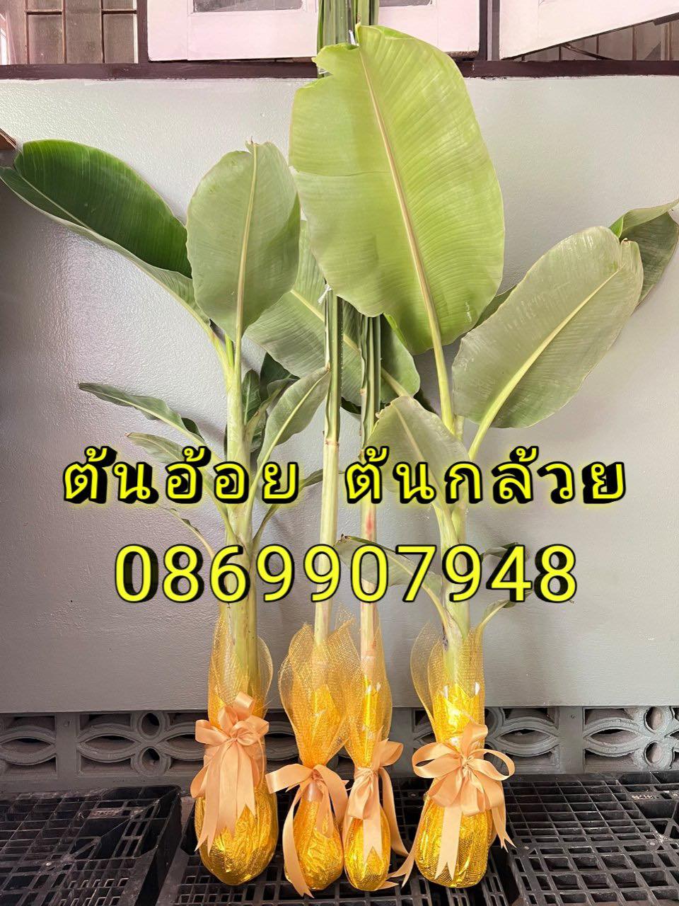 ต้นอ้อย ต้นกล้วย (นุ่งผ้าสีเเดง)