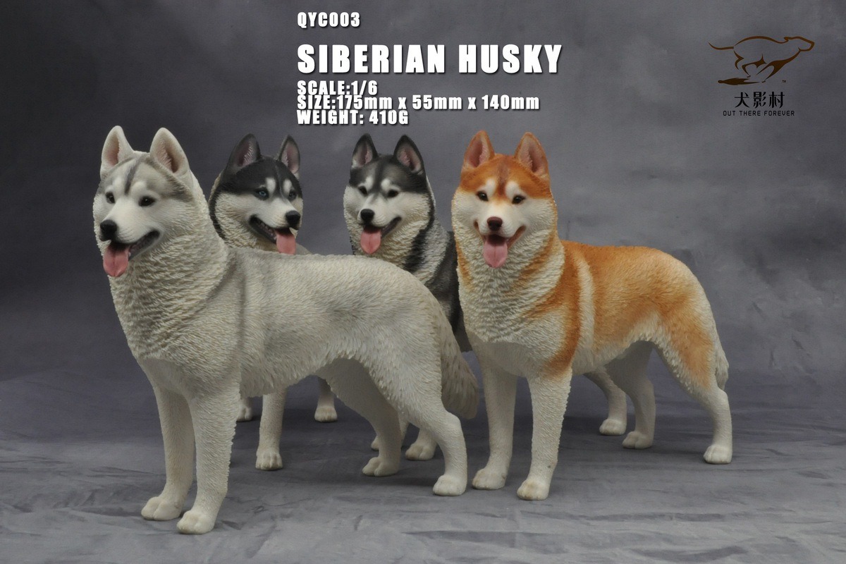 [สั่งจอง]QuanYingCun QYC003 A/B/C/D 1/6 : Husky