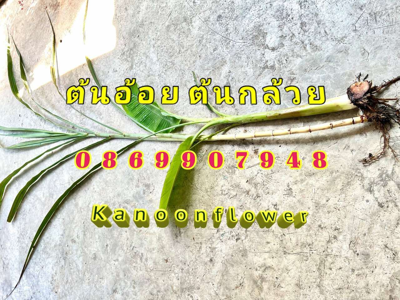 ใบไม้มงคลพิธี9อย่าง