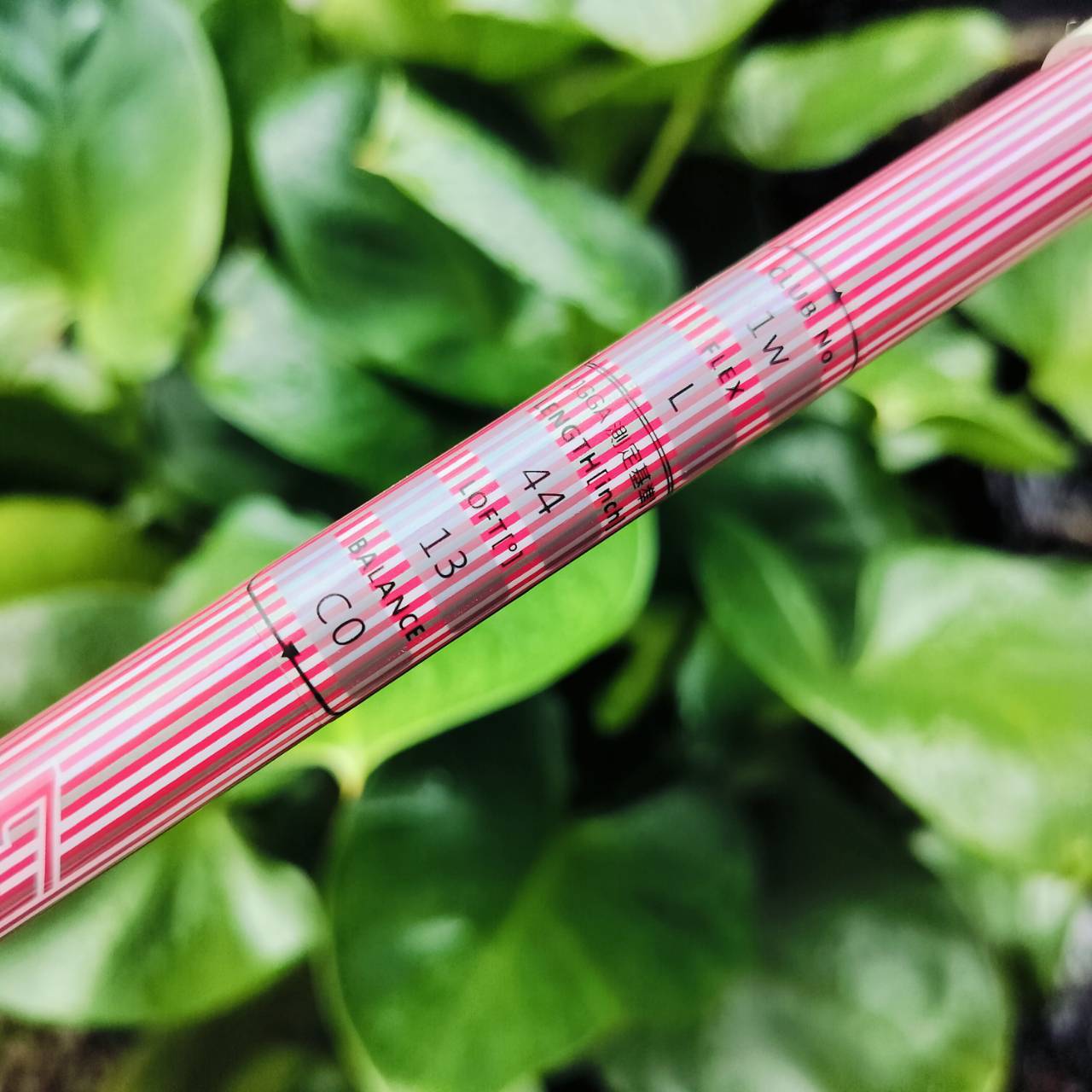 ** ไม้กอล์ฟสำหรับผู้หญิง ** รุ่นใหม่ และยอดนิยมสูงสุด SET KASCO DIMPALS G7 LADY สภาพสวยงามมากๆเดิมๆทุกชิ้น ไม้กอล์ฟพรีเมี่ยมมือสอง ของแท้ By NakaraLuxurious