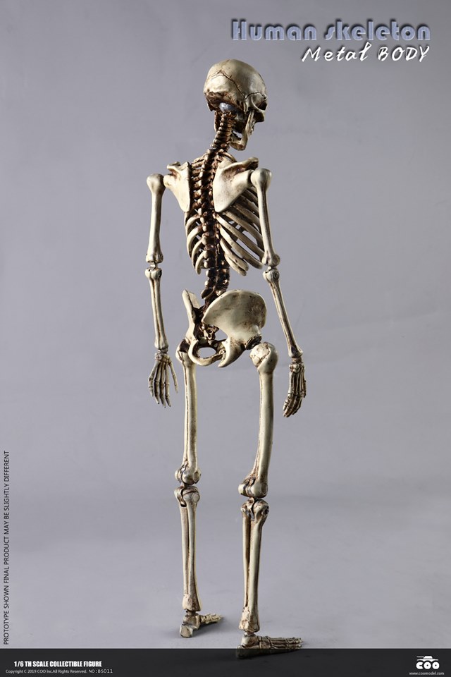 [สั่งจอง]COOMODEL NO.BS011 1/6 THE HUMAN SKELETON (DIECAST ALLOY)