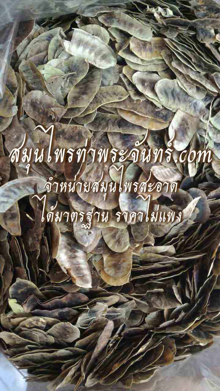ฝักมะขามแขกแห้ง