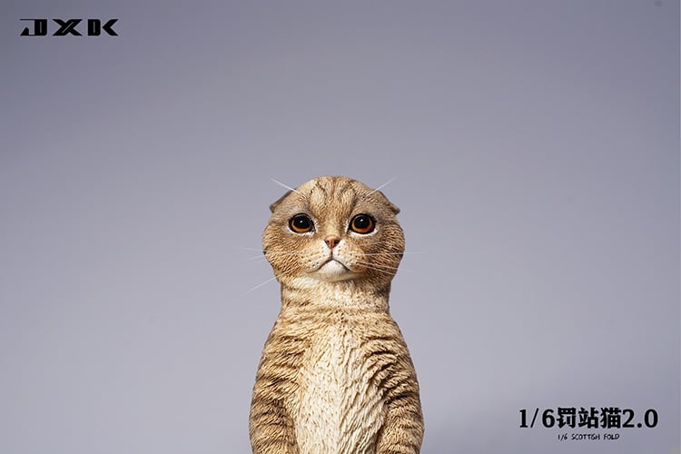 [สั่งจอง]JXK : Scottish Fold/Chckling/Duckling