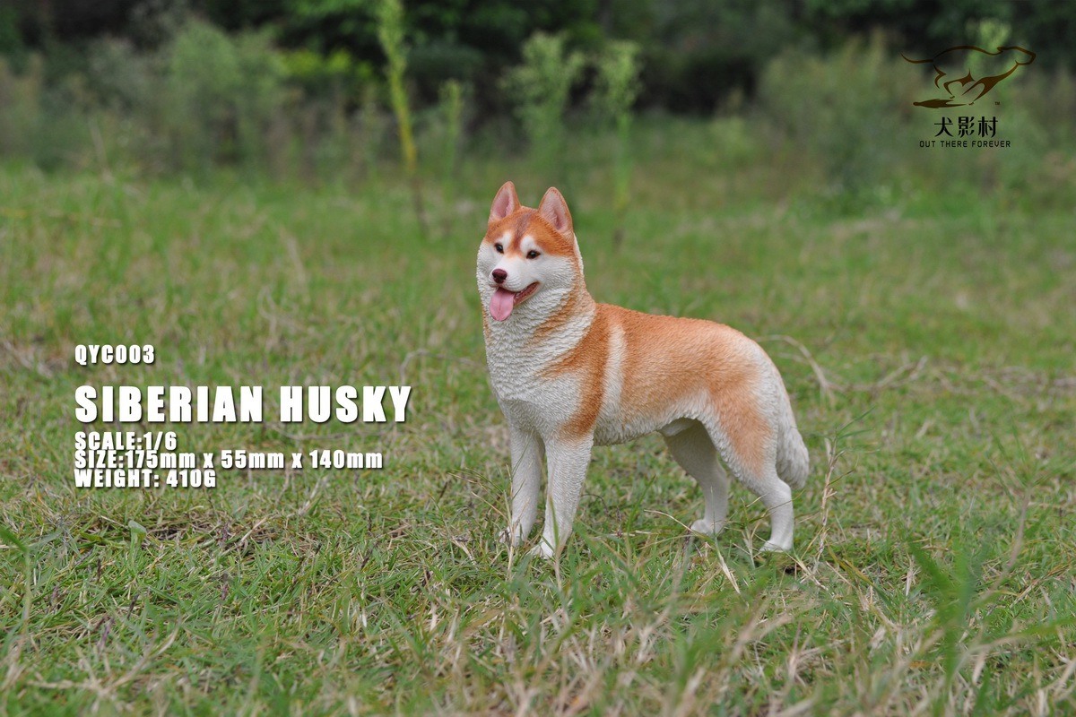 [สั่งจอง]QuanYingCun QYC003 A/B/C/D 1/6 : Husky