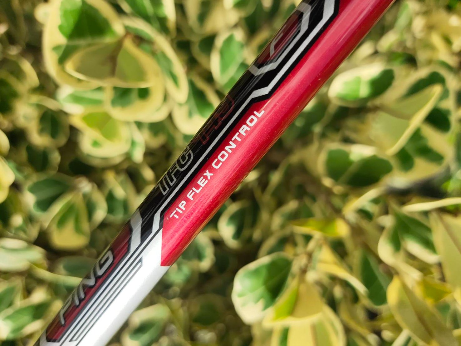 FW3 PING G15 องศา 15.5 ก้าน TFC 149 F FLEX R