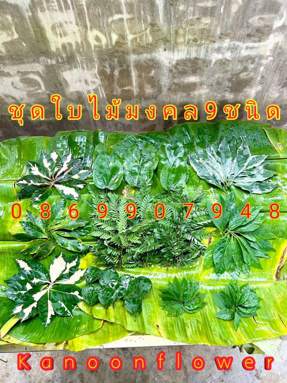 ใบไม้มงคลพิธี9อย่าง