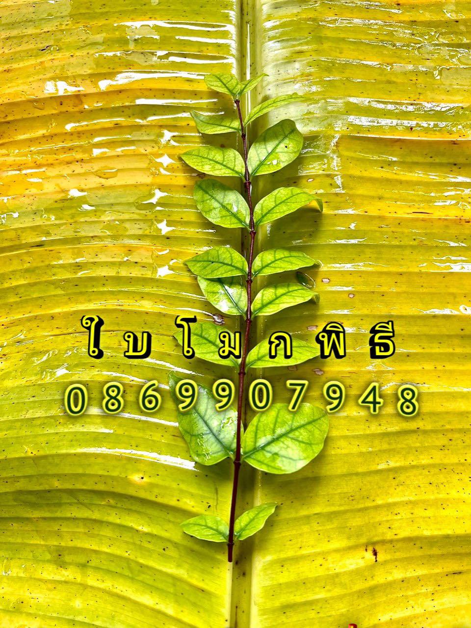 ใบไม้มงคล (พิธี)