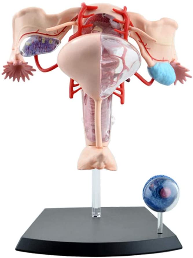 แบบจำลองระบบสืบพันธุ์ หญิง, ของเล่นเสริมพัฒนาการ, ของเล่นเด็ก สื่อการสอน,