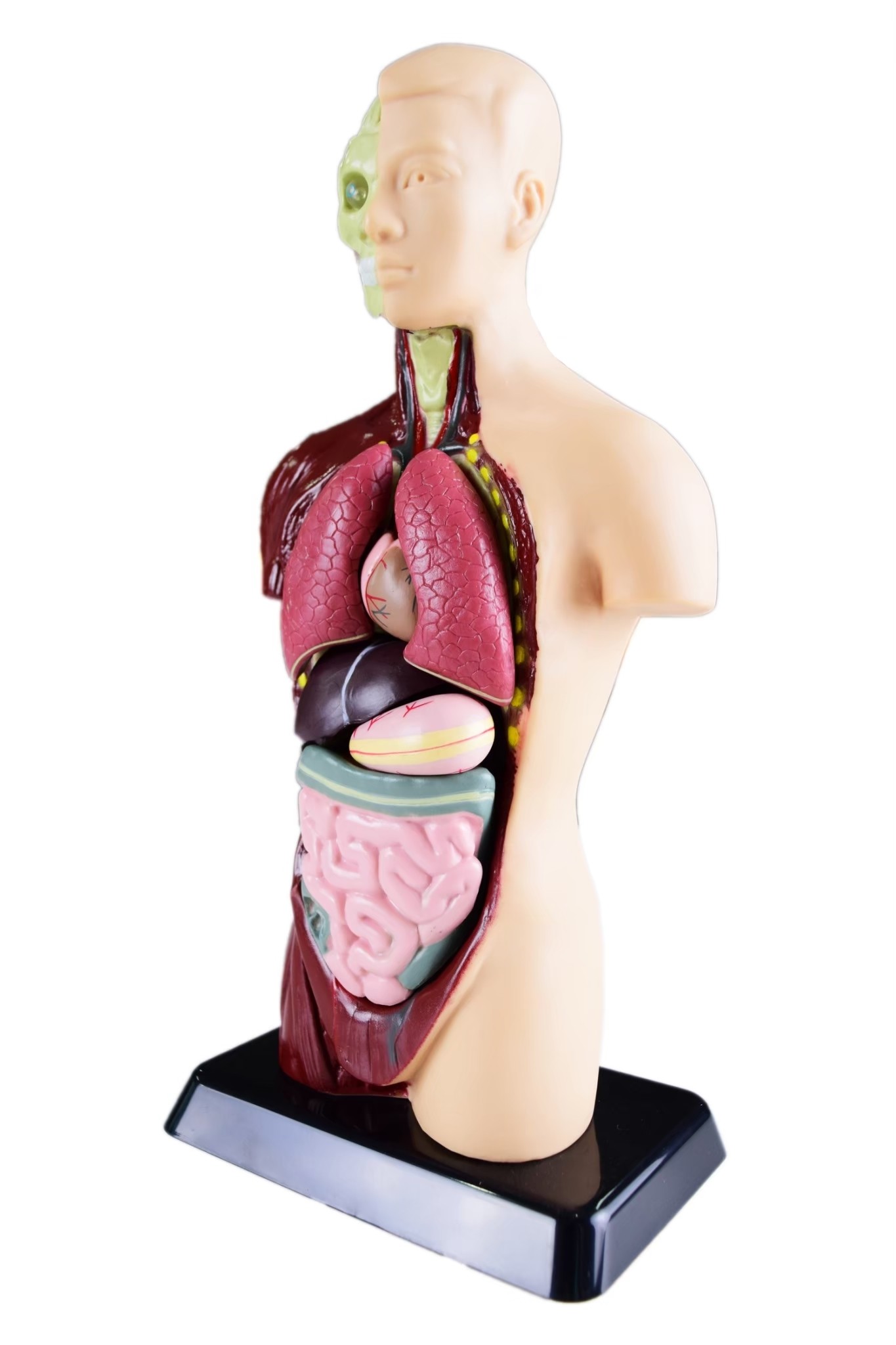 หุ่นจำลองอวัยวะภายในมนุษย์ สูง 10 นิ้ว รุ่น AR, Working Body , ของเล่นเสริมพัฒนาการ, ของเล่นเด็กอนุบาล, สื่อการสอน วิทยาศาสตร์