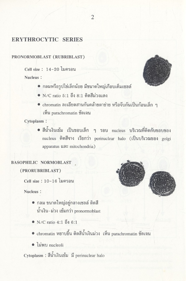 สัณฐานวิทยาของเซลล์เม็ดเลือด