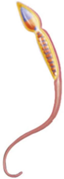 แบบจำลองระบบสืบพันธุ์ ชาย , ของเล่นเสริมพัฒนาการ, ของเล่นเด็ก, สื่อการสอน,