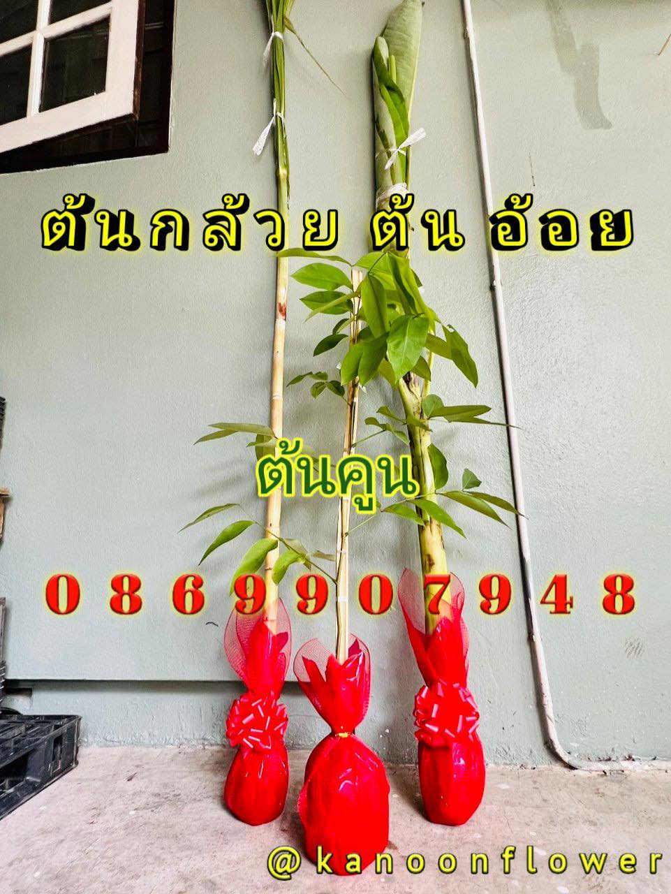 ต้นอ้อย ต้นกล้วย (ขันหมาก) (ทรงเครื่อง)