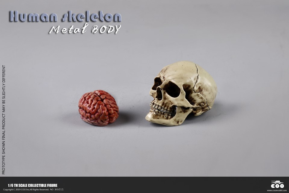 [สั่งจอง]COOMODEL NO.BS011 1/6 THE HUMAN SKELETON (DIECAST ALLOY)