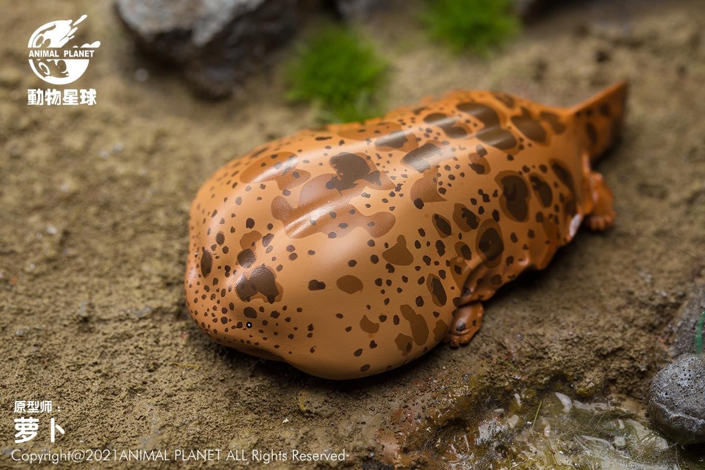 [สั่งจอง]Animal Planet : Chinese Treasure
