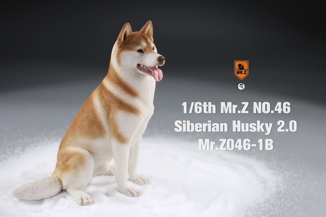 [สั่งจอง] MR. Z Animal Model MRZ046 1/6th Siberian Husky2.0（8 models in total）