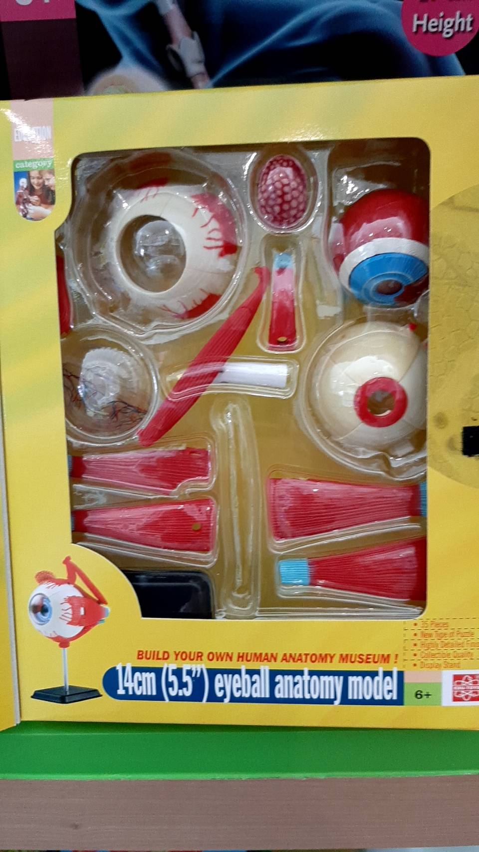 โมเดลตา ตาจำลอง , สื่อการสอน, ของเล่น วิทยาศาสตร์ ทดลอง, พร้อมส่ง