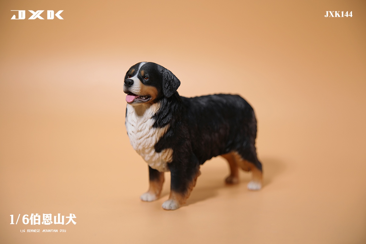 [สั่งจอง]JXK JXK144 1/6 : Bernese Mountain Dog