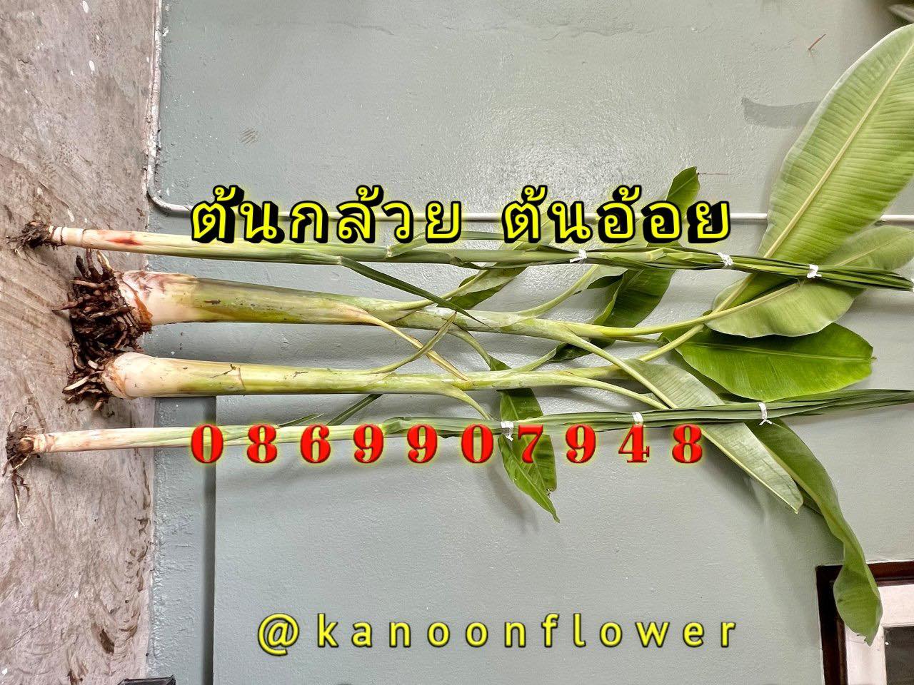 ต้นอ้อย ต้นกล้วย (ขันหมาก) (ทรงเครื่อง)