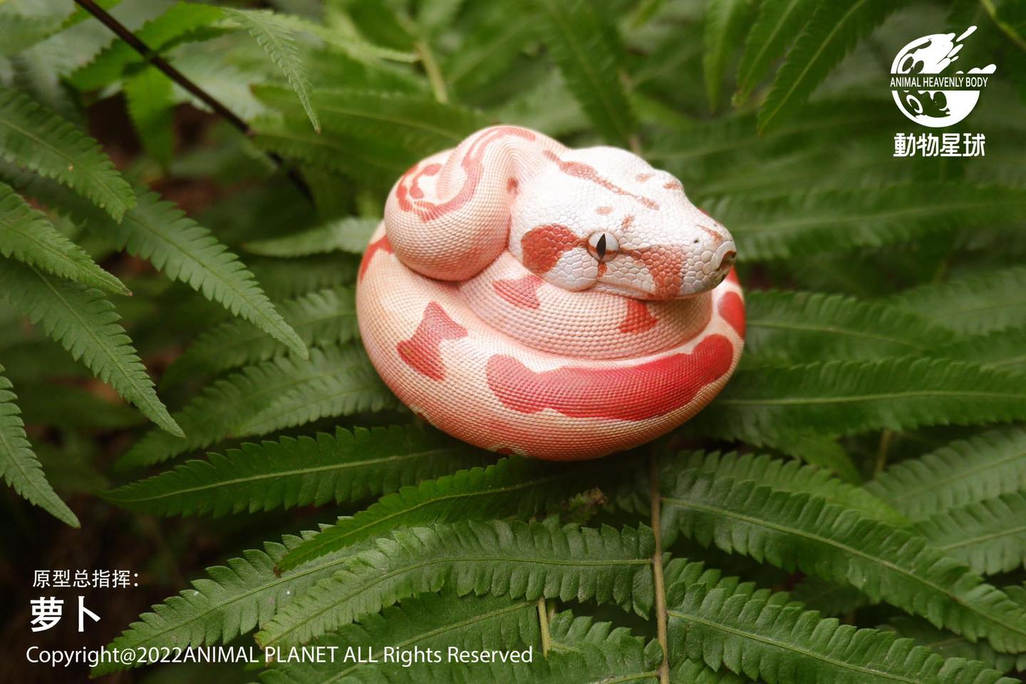 [สั่งจอง]Animal Planet : a series of laugh and grow fat No.9