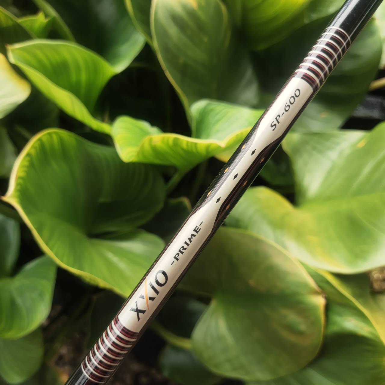 XXIO PRIME SP600 ที่สุดของความหรูหราในวงการกอล์ฟ ชุดนี้ของใหม่เกือบแสน!!!