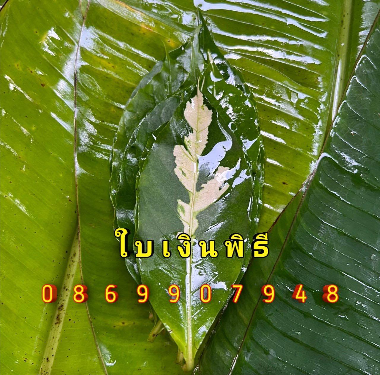 ใบไม้มงคล (พิธี)