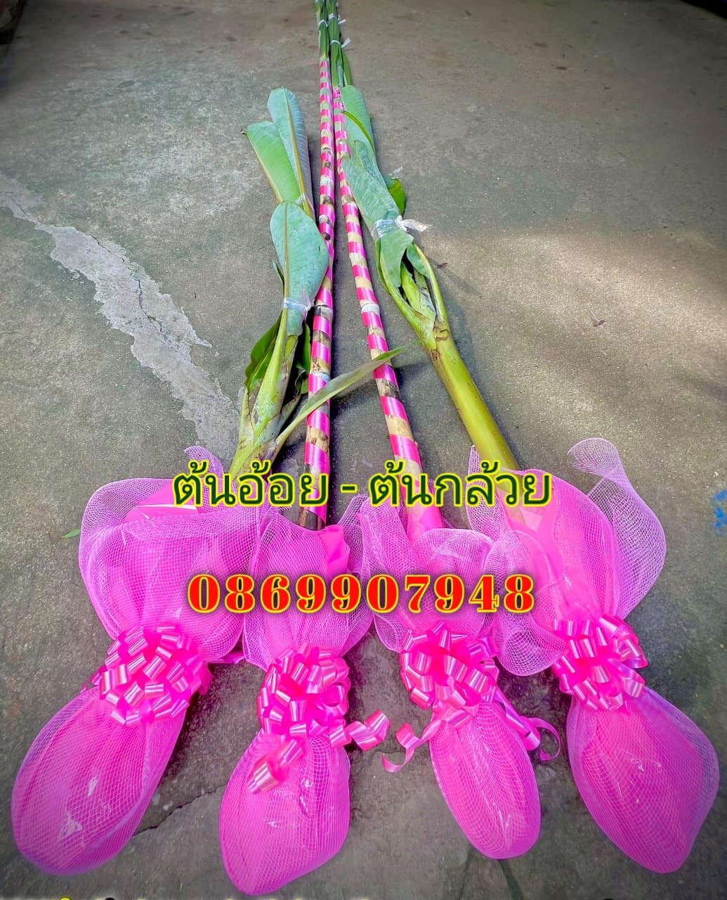 ต้นอ้อย ต้นกล้วย