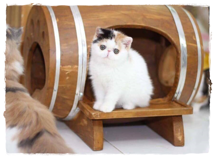 #สัตว์เลี้ยง#เฟอร์นิเจอร์แมว*บ้านน้องแมว*คอนโดแมว*CatVilla *ตู้แมว *งานสั่งทำ สินค้าไม่ใช่งานจีน